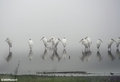 Wood Storks in fog