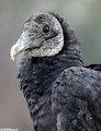 Vulture portrait