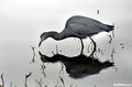 Myakka Reddish Egret