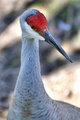 Sandhill Crane 27JAN.jpg