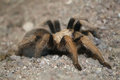 goldfield arizona blonde.jpg
