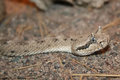 goldfield sonoran sidewinder.jpg
