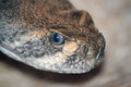 goldfield western diamondback2.jpg