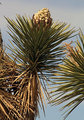 Joshua Tree8.jpg