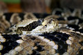 canebrake x diamondback rattlesnake