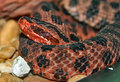carolina red pygmy rattlesnake