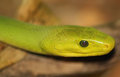east african green mamba
