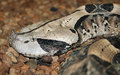 gaboon viper