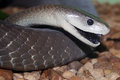 mamba