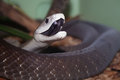 mamba3