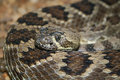 mojave rattlesnake
