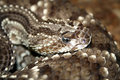 tropical rattlesnake