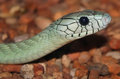 west african green mamba