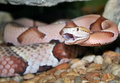 copperhead2
