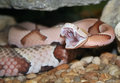 copperhead3