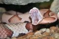copperhead4