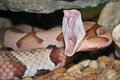 copperhead5