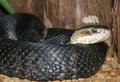 cottonmouth