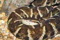 fer-de-lance
