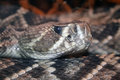 eastern diamondback