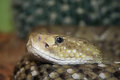 mexico west coast rattlesnake