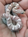Yahzi