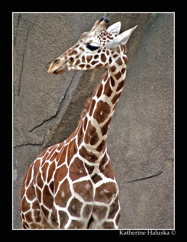 Baby Giraffe