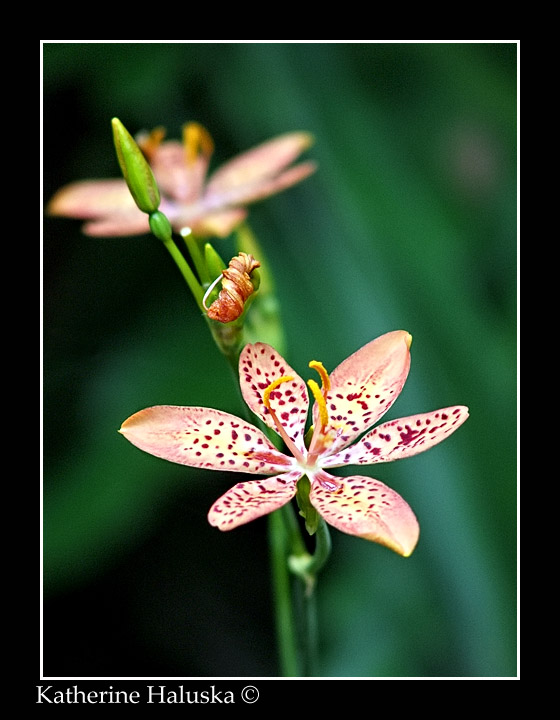 Star Iris