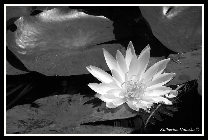 lilypad