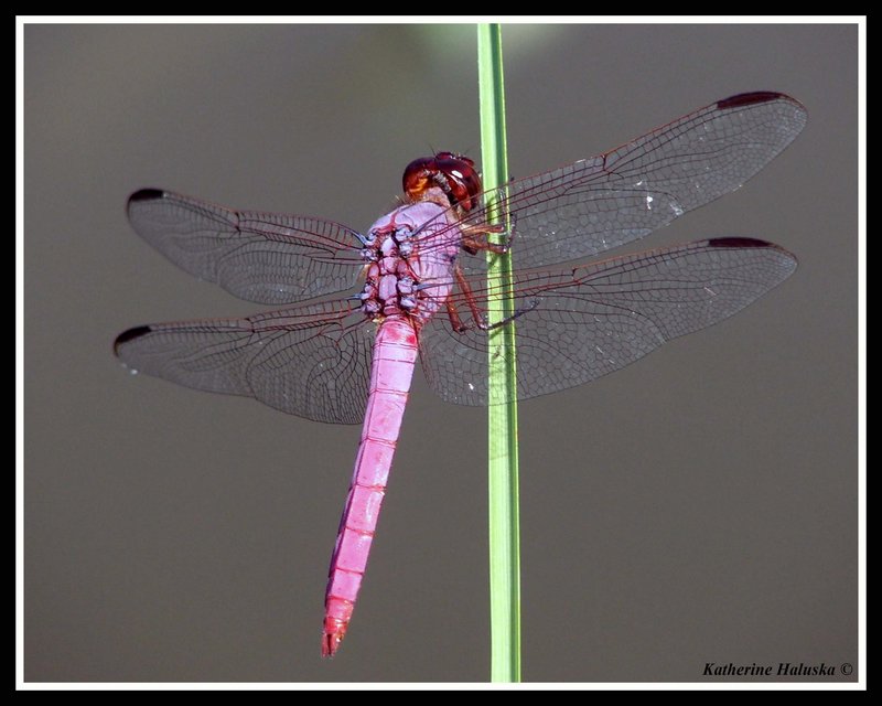 roseate skimmer