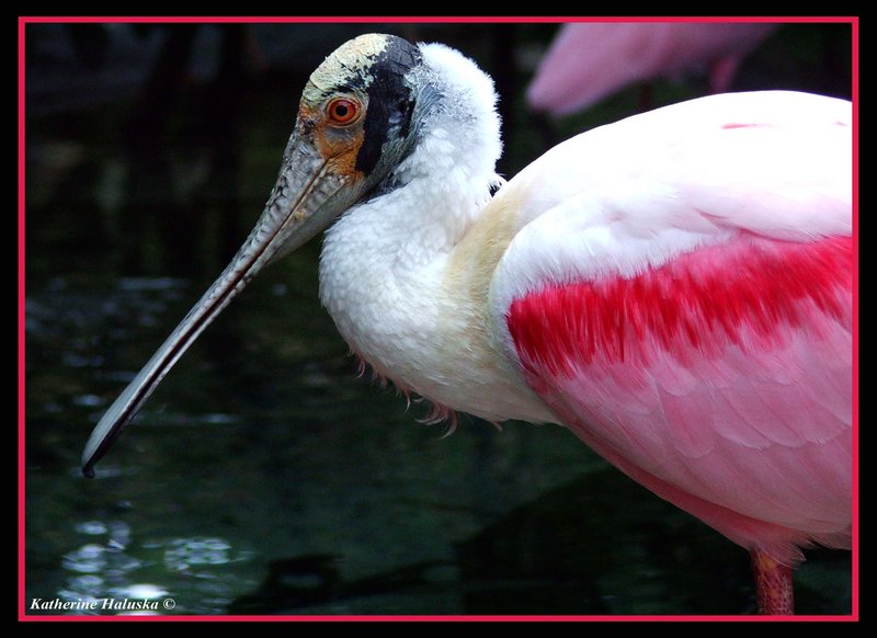 Roseate Spoonbill profile