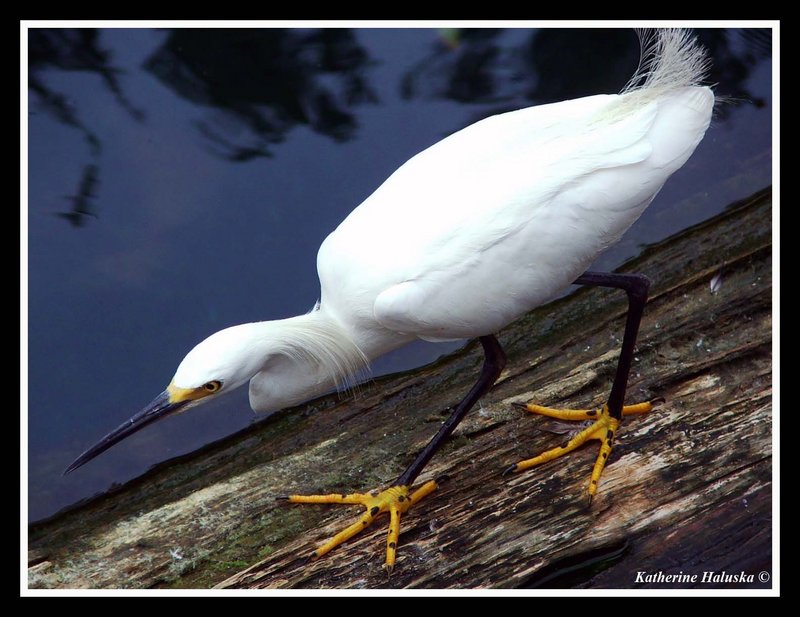 Stalking Snowy Egret
