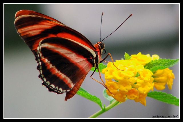 cleveland butterfly