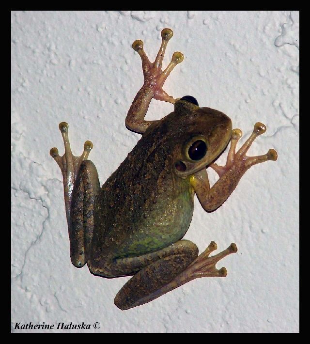 tree frog