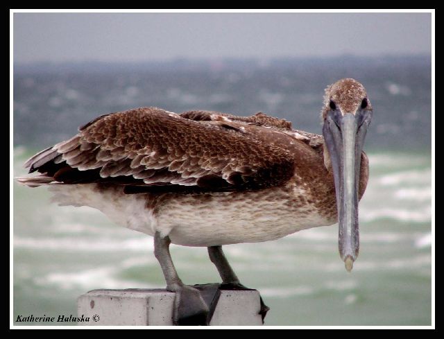 Juvenile Brown Pelican