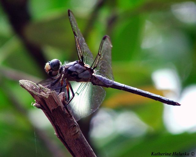 Great Blue Skimmer