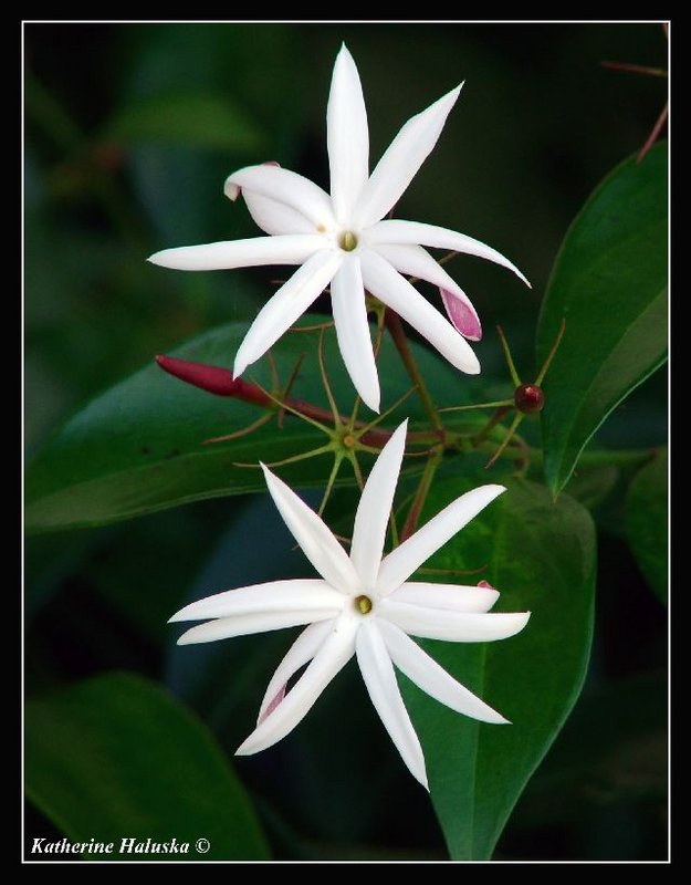confederate jasmine