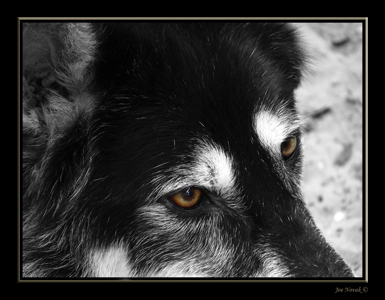 sierra eyes copy