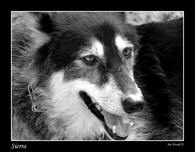 sierra bw copy