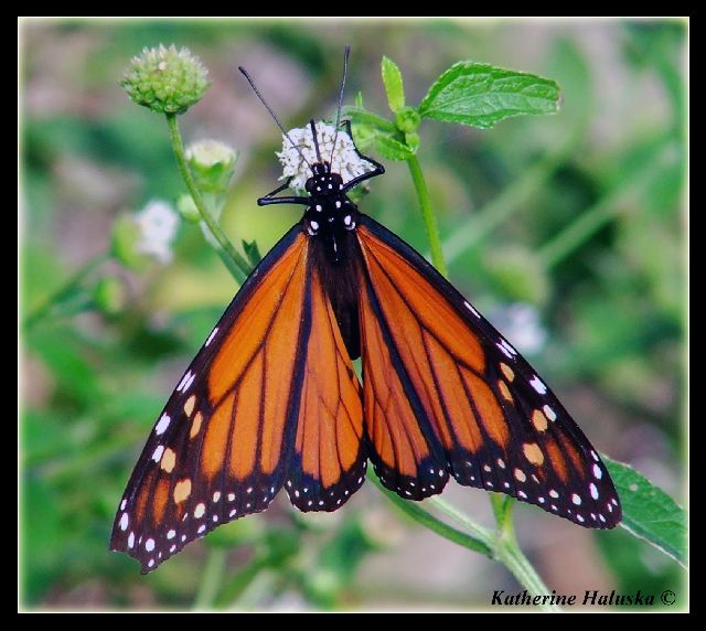 sanibel butterfly