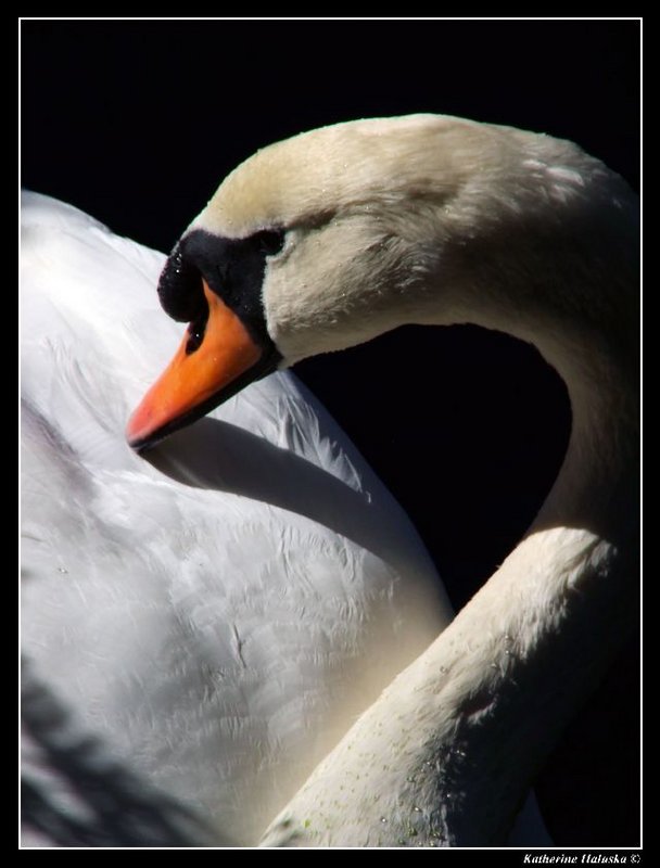 swan profile