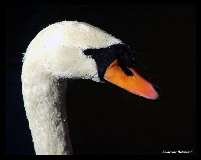 swan