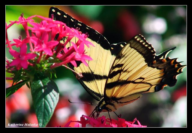 bok swallowtail3