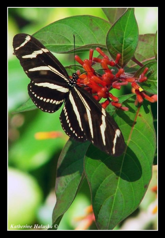 zebra longwing