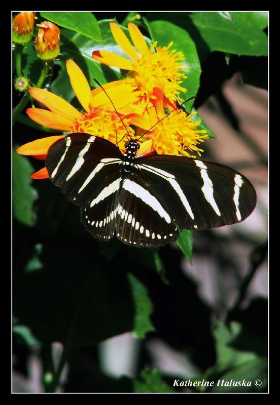 zebra longwing2