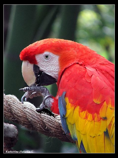 scarlet macaw