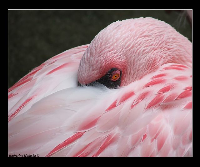 sleeping lesser flamingo