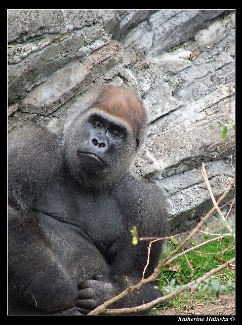 gorilla
