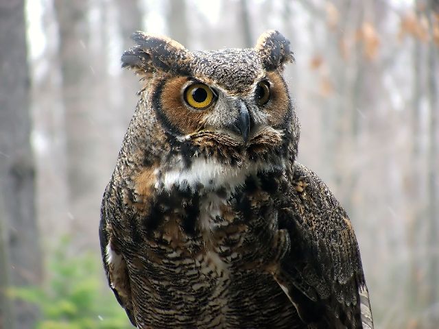 great horned owl