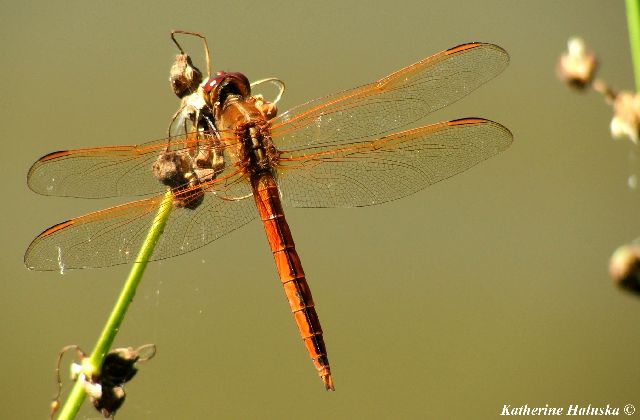 Orange dragonfly